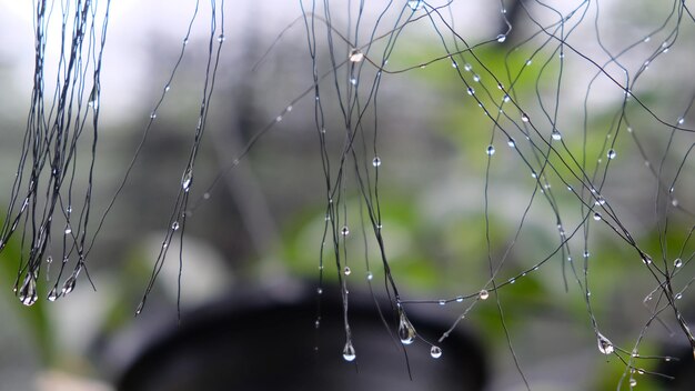 사진 비가 오는 날 에 은 거미줄 의 클로즈업