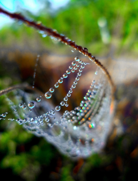 写真 外で湿った蜘蛛の網をクローズアップ
