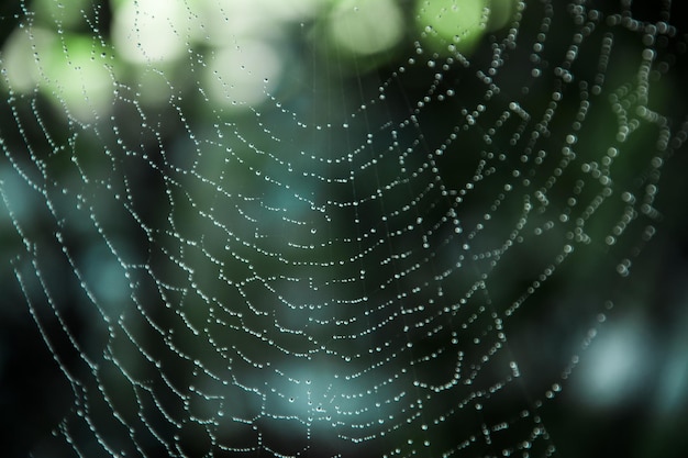 写真 湿った蜘蛛の網のクローズアップ