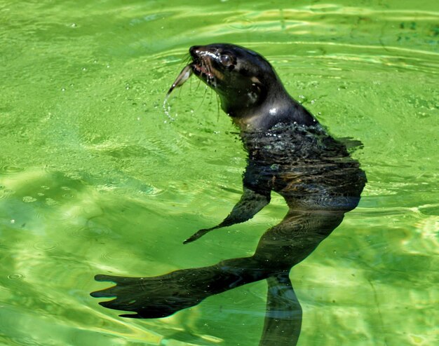 Фото Близкий план плавания в мокрой воде