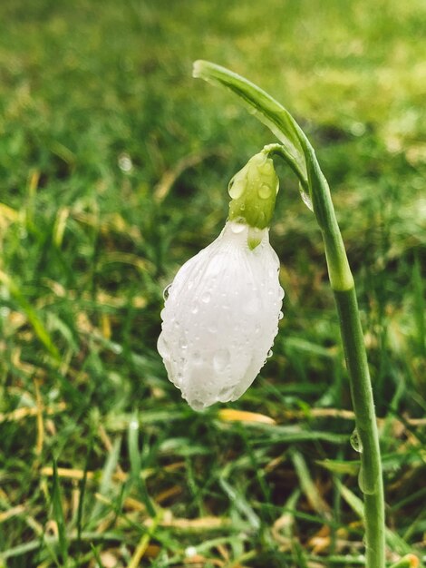 写真 フィールドの湿った白い花のクローズアップ