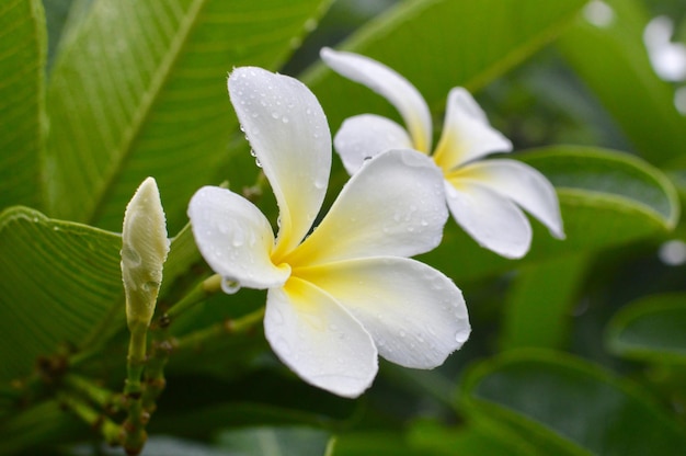 写真 湿った白い花を ⁇ かせる植物のクローズアップ