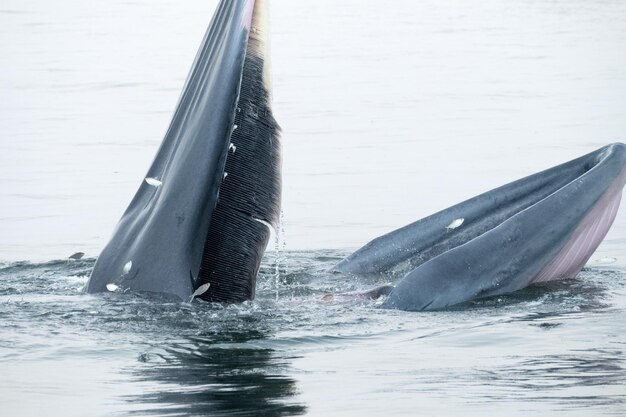 Фото Близкий план кита, плавающего в море