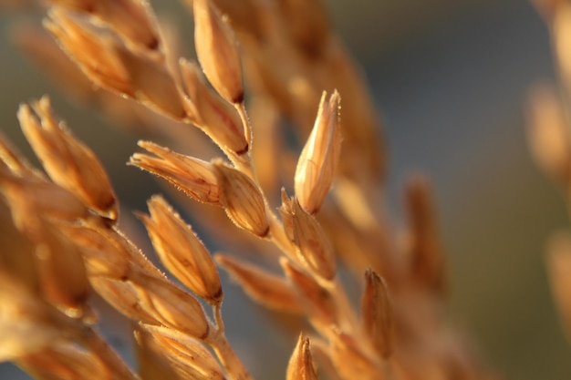 Фото Крупный план пшеничного поля