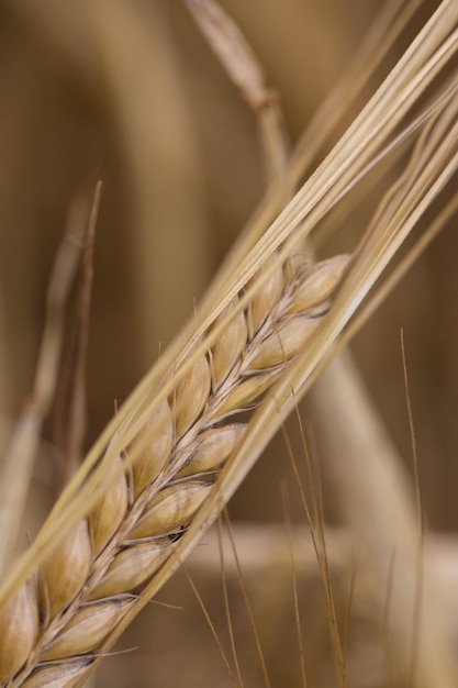 写真 畑で成長する小麦のクローズアップ