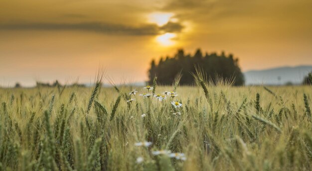 Фото Близкий взгляд на пшеницу, растущую на поле на фоне неба во время захода солнца