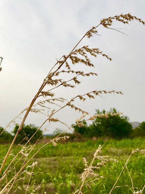 写真 空を背景に畑で成長する小麦のクローズアップ