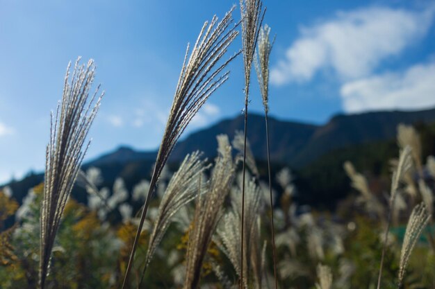 Фото Близкий взгляд на пшеницу, растущую на поле на фоне неба
