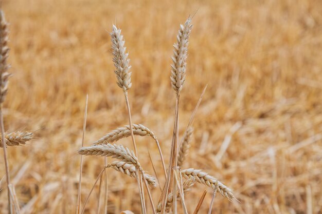 写真 畑で成長する小麦のクローズアップ