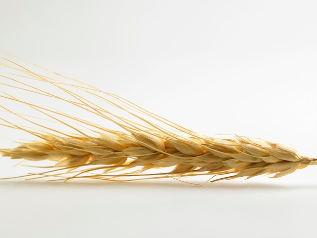 Фото Ближайший план пшеницы на белом фоне