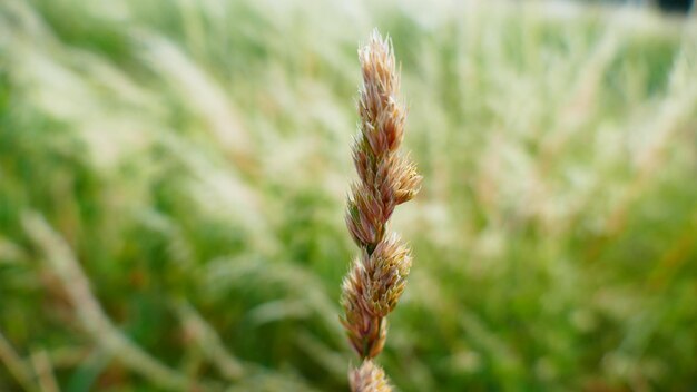 写真 小麦の植物のクローズアップ