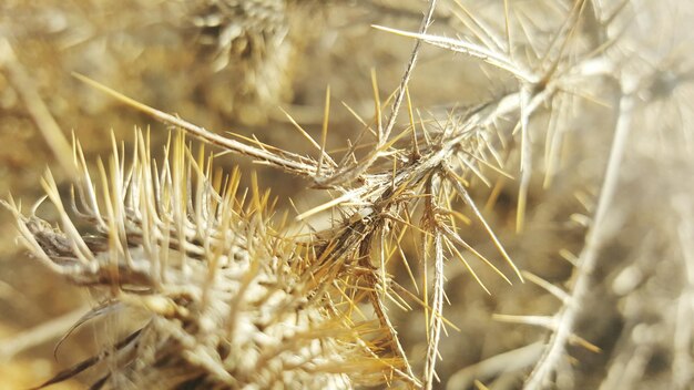 写真 小麦の植物のクローズアップ