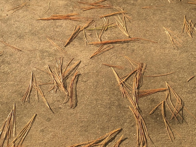 Фото Крупный план пшеницы