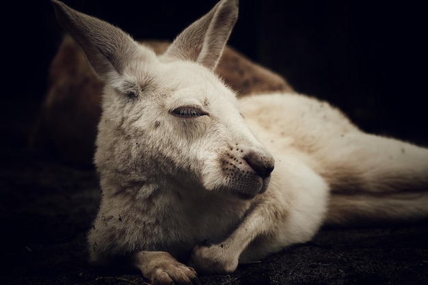 写真 白い動物のクローズアップ