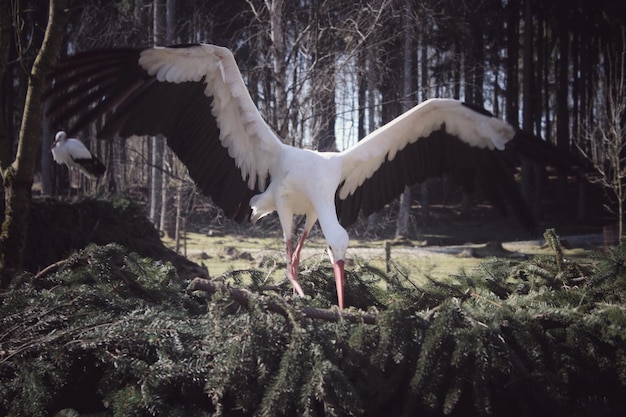Фото Близкий план белой птицы в лесу