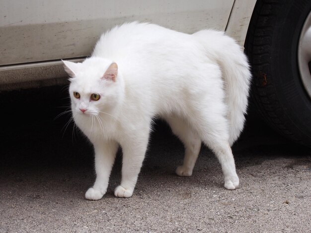 写真 白い猫のクローズアップ