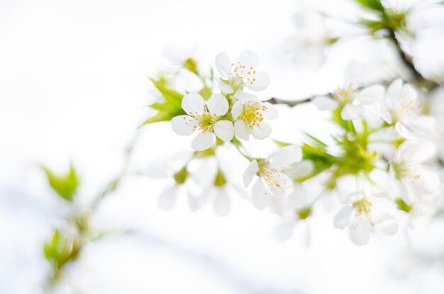 写真 白い桜の花が木にくクローズアップ