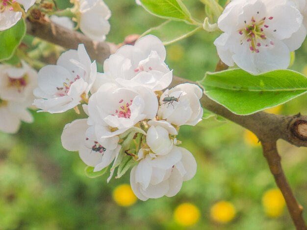 写真 白い桜の花の木のクローズアップ