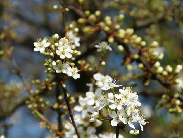 写真 白い桜の花の木のクローズアップ