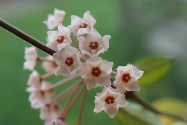 写真 白い桜の花の木のクローズアップ