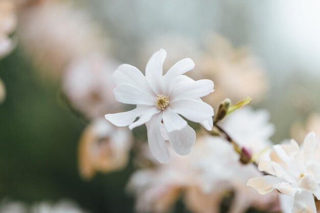 写真 白い桜の花のクローズアップ