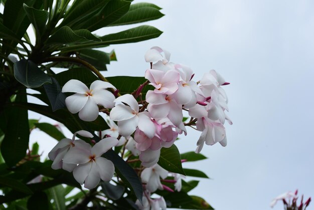 写真 白い桜の花のクローズアップ