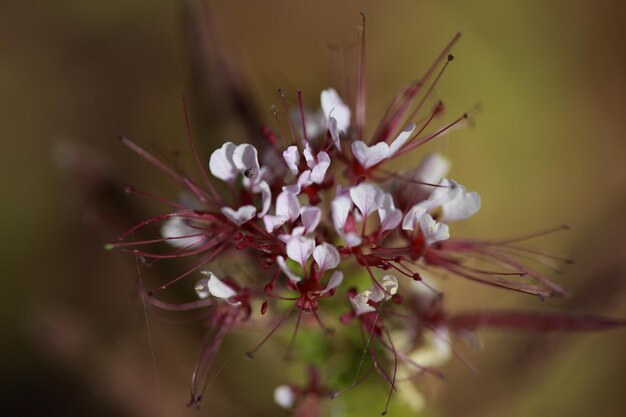 写真 白い桜の花のクローズアップ