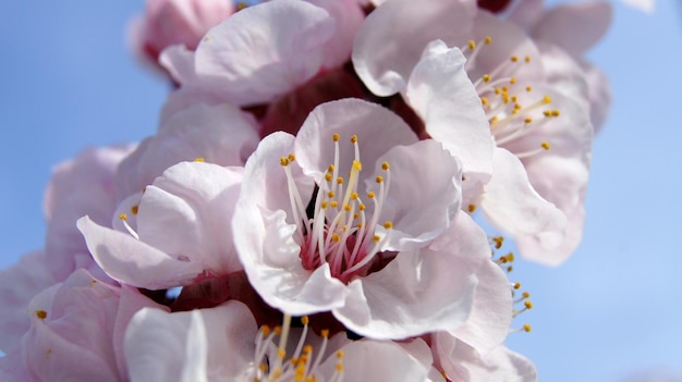 写真 空に照らされた白い桜の花のクローズアップ