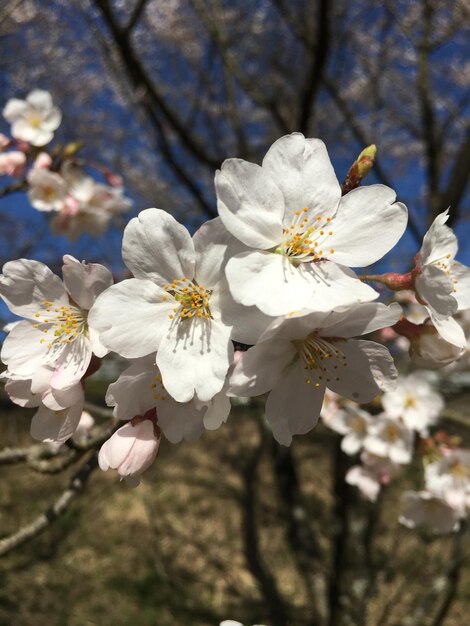 사진 봄 에 색 체리 꽃 이 가까이 꽃 이 피는 모습