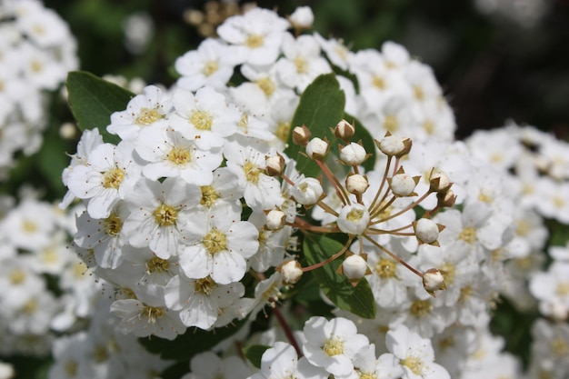 写真 白いチェリーの花のクローズアップ