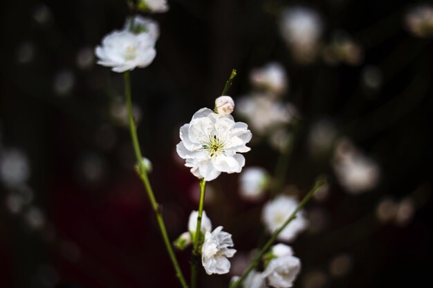 写真 白い桜の花のクローズアップ