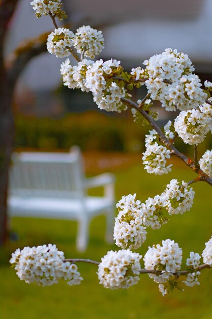 Фото Близкий план белых вишневых цветов