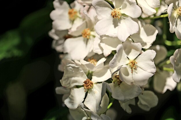 写真 白いチェリーの花のクローズアップ