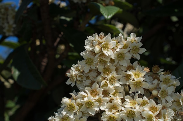 写真 白い桜の花のクローズアップ