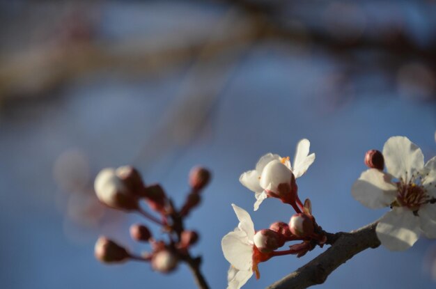 写真 白い桜の花のクローズアップ