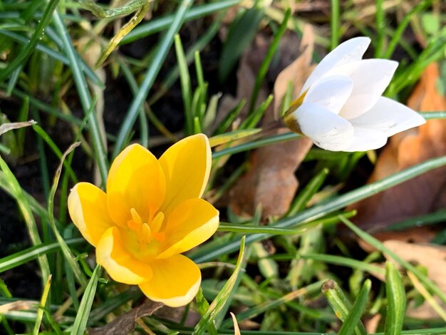 写真 野原 の 白い クロカス 花 の クローズアップ