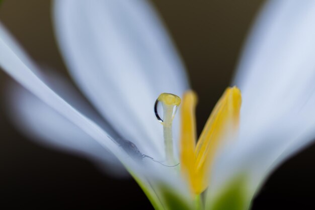 写真 白いクロカスの花のクローズアップ