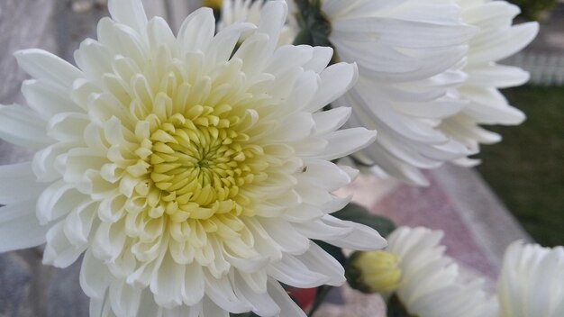 写真 白いダリアの花のクローズアップ