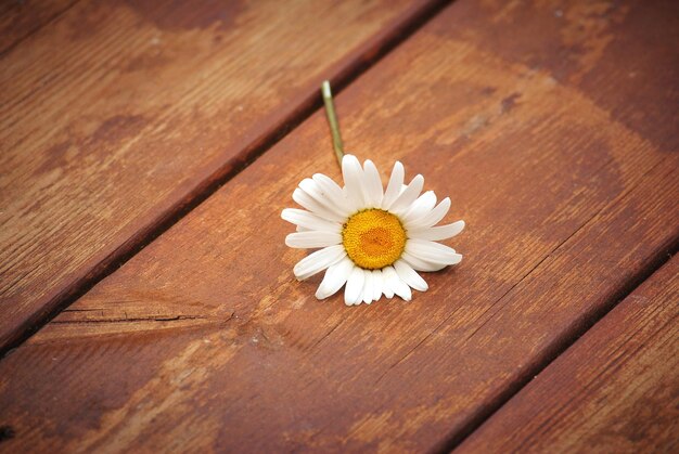 写真 テーブルの上の白いデイジー花のクローズアップ