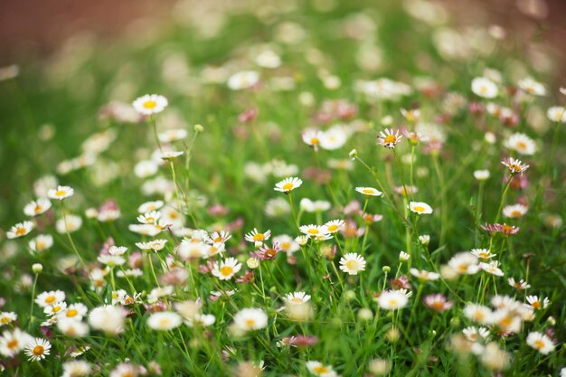 写真 野原 の 白い デイジー の 花 の クローズアップ