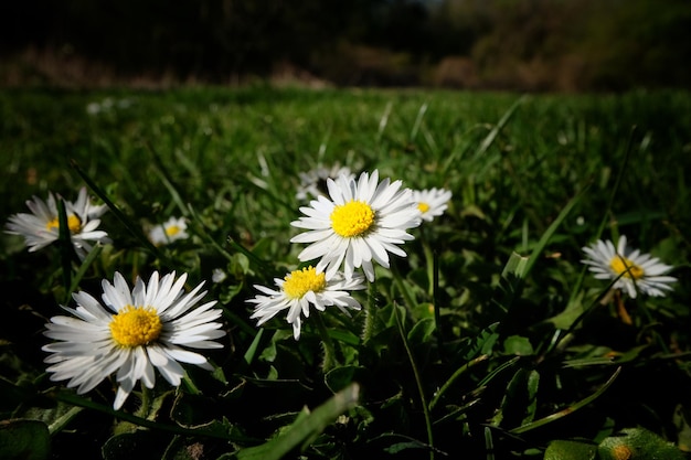 写真 野原の白いデイジー花のクローズアップ