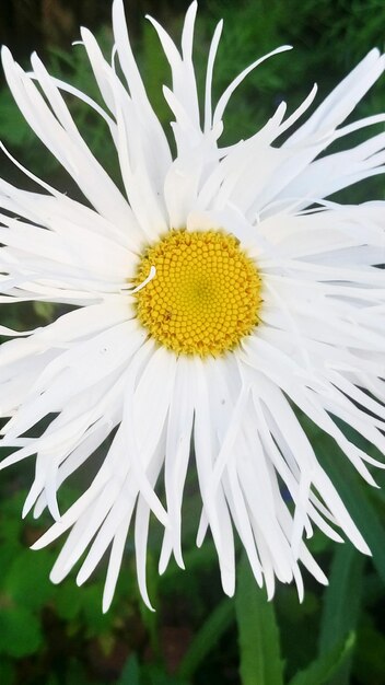 写真 白いデイジー花のクローズアップ