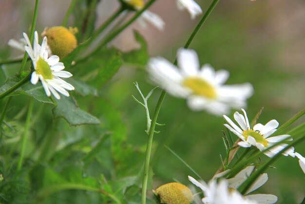 写真 白いデイジー花のクローズアップ