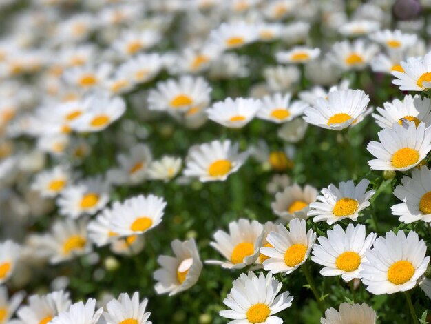 写真 白いデイジー花のクローズアップ