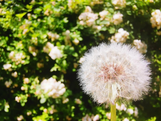 写真 白いオオカミの花のクローズアップ