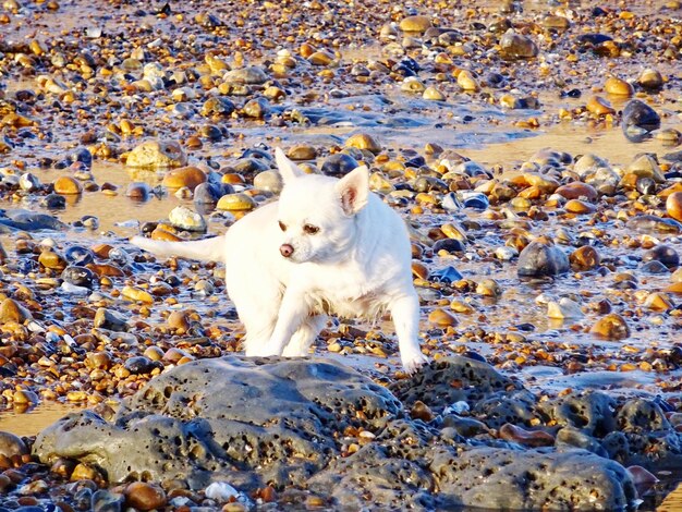 写真 ビーチの白い犬のクローズアップ