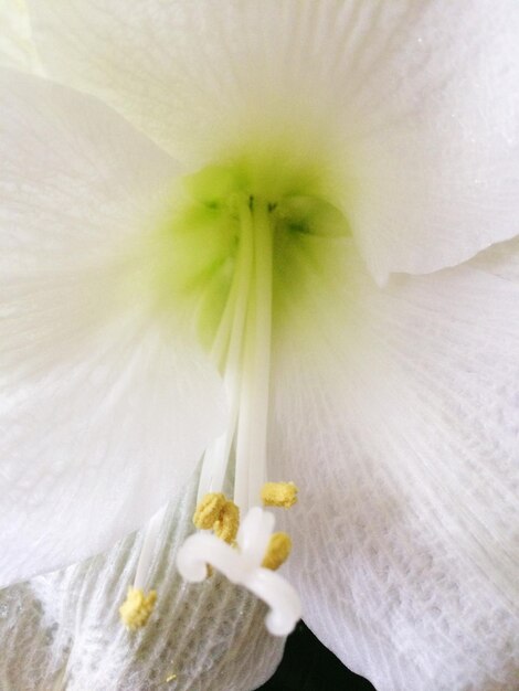 写真 白い花の頭のクローズアップ