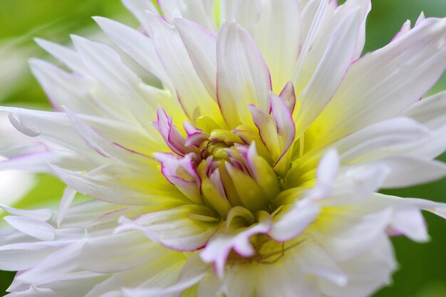 写真 公園の白い花のクローズアップ