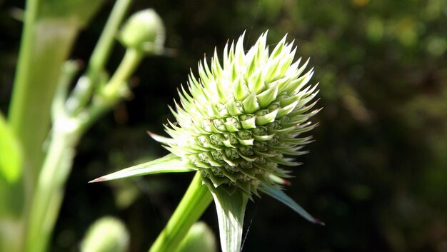 写真 白い花の植物のクローズアップ