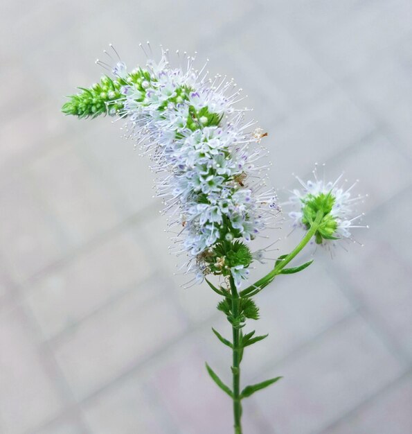사진 ⁇  꽃 식물 의 클로즈업